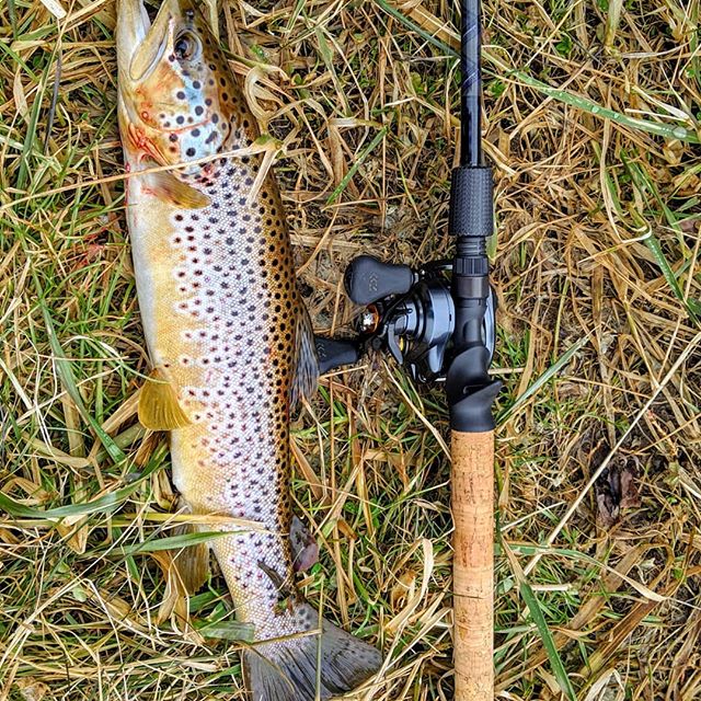 brown trout with casting rod